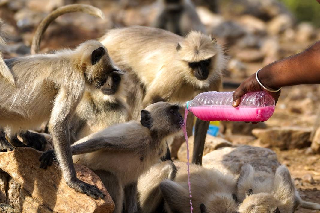 Termometreler 50 dereceyi gösterdi. Tarihin en yüksek sıcaklık rekoru - Resim: 4
